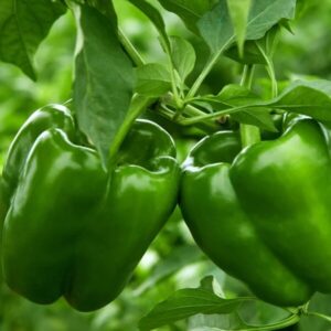 PIMIENTOS CALIFORNIA VERDES